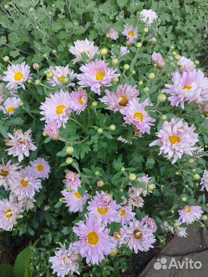 Хризантема