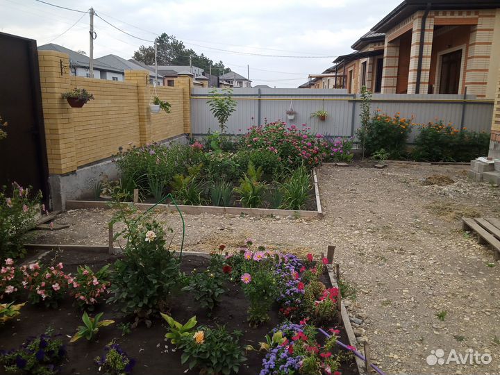 Саженцы садовых и комнатных растений