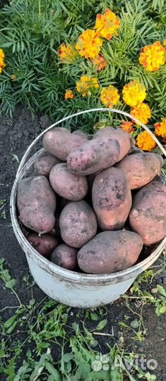 Продам картофель