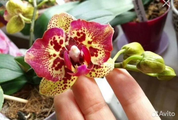 Орхидея Liolin Sparrow Cat