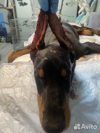 Купирование ушей и хвостов