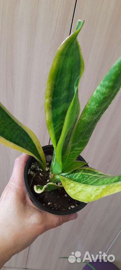 Сансы редкие