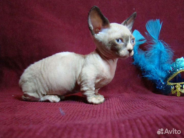 Короткие лапки