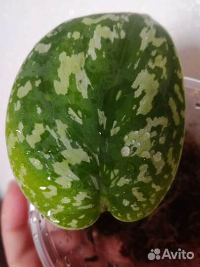 Сциндапсус триколор totool