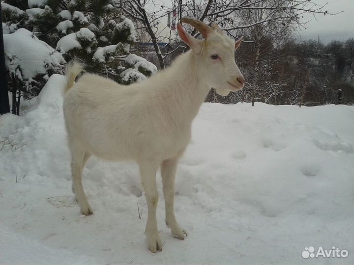 Козлик молодой