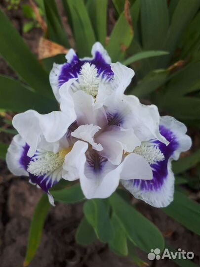 Ирисы карликовые