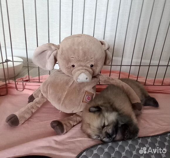 Щенки шпица
