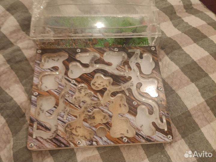 Муравьиная ферма