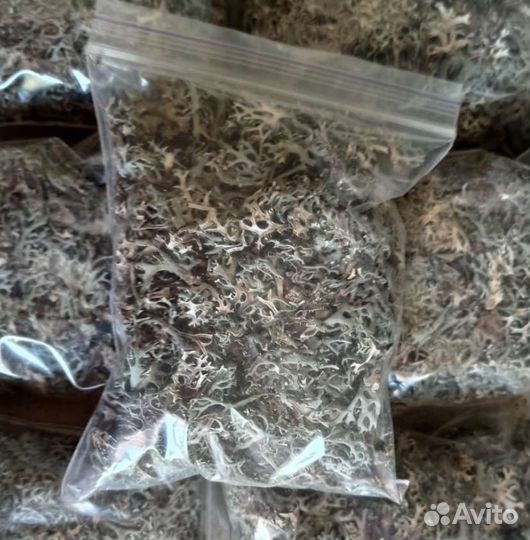 Исландский мох