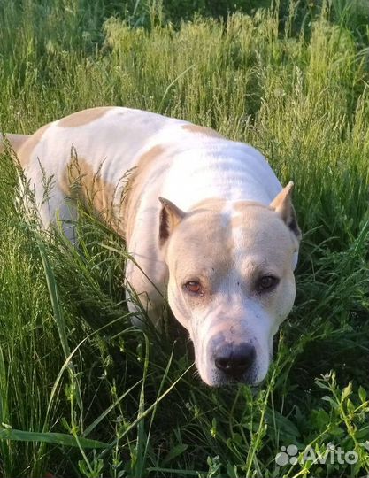 Собаки щенки