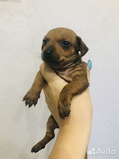 Щенки пинчера