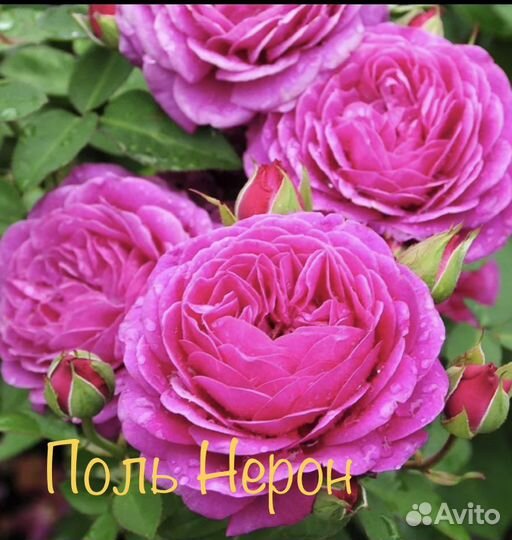 Саженцы роз