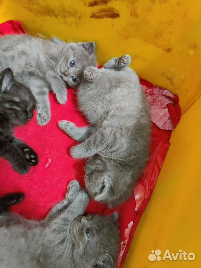 Шотландские котята