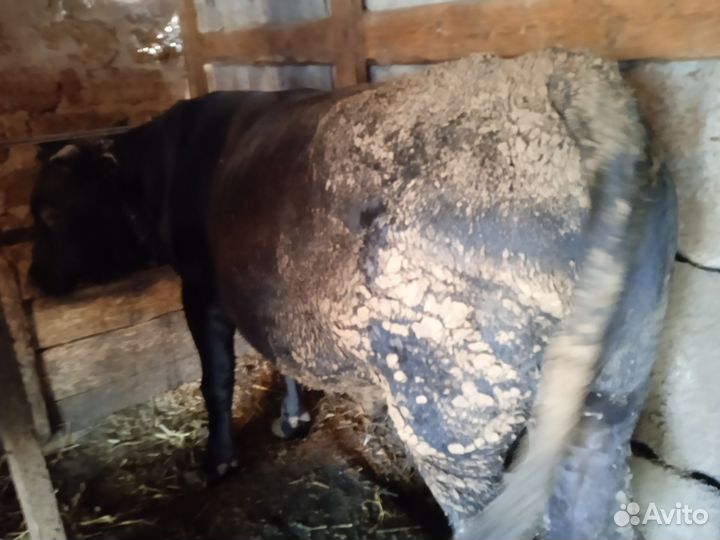 Быки на мясо