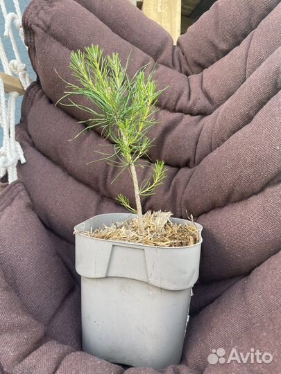 Саженцы сосны