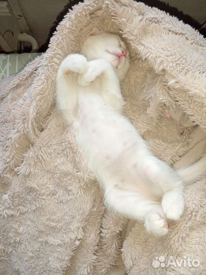 Вислоухая британская котенок девочка