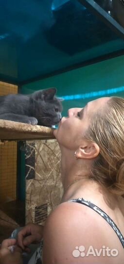 Передержка кошек и собак