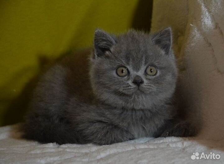 Британские голубые котята