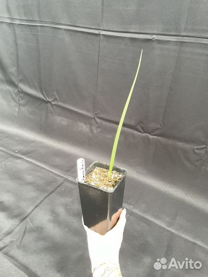 Хамеропс Хумилис / Chamaerops Humilis