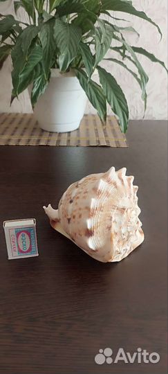 Ракушка морская большая