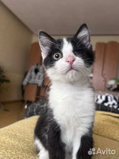 Котята в добрые руки бесплатно