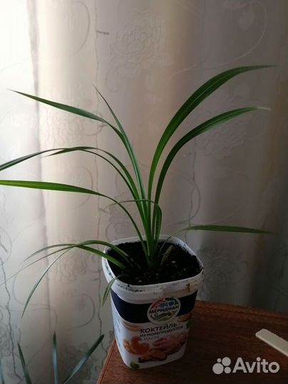 Пальма панданус