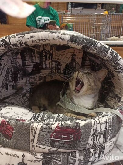 Кот в добрые руки