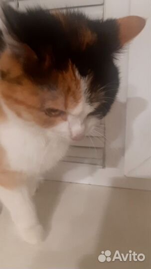 Кошечка Глаша