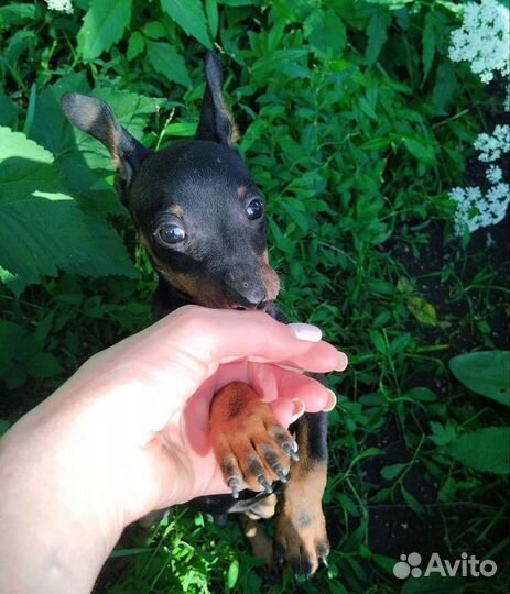 Щенок Цвергпинчера породистый 3,5 мес