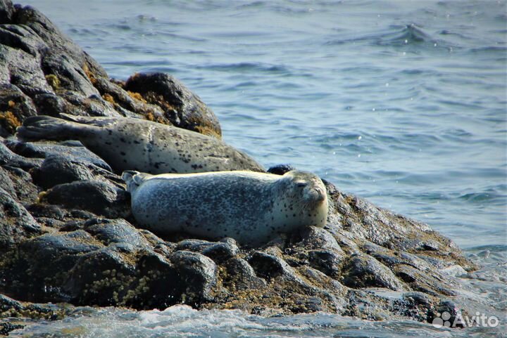 Остров Старичков, сентябрь, морская прогулка