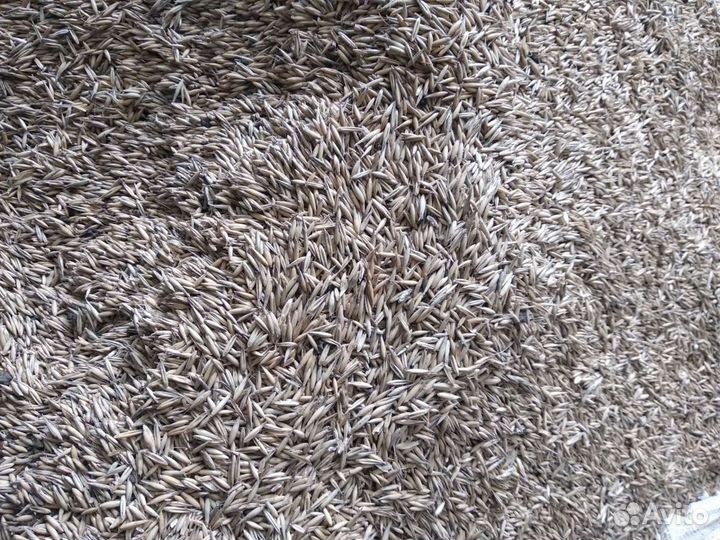 Дерть (дробленное зерно), зерно