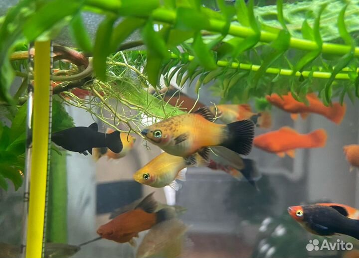 Рыбки для аквариума