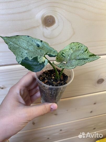 Сингониум Серый Призрак