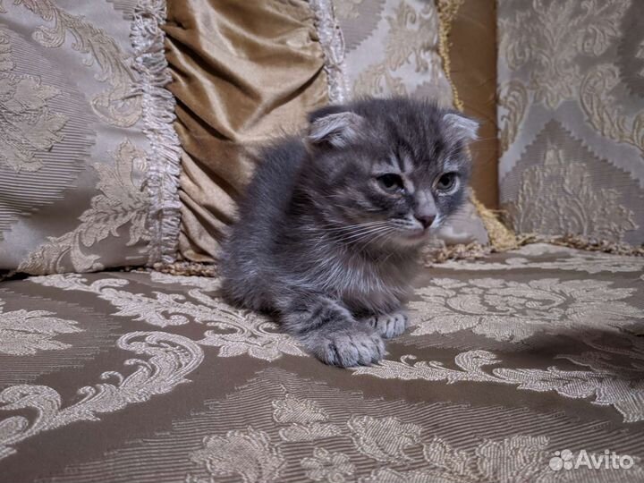 Котёнок девочка Бесплатно