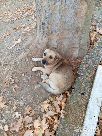 Пёс Беляш ищит дом