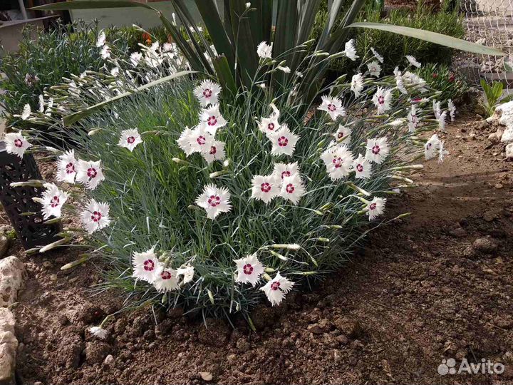 Гвоздика многолетняя. Белая, розовая