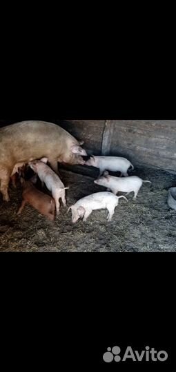 Поросята разные