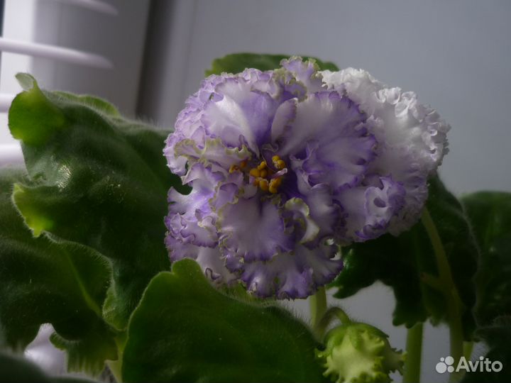 Продам фиалки.стрептокарпусы.ахименесы.бегонии