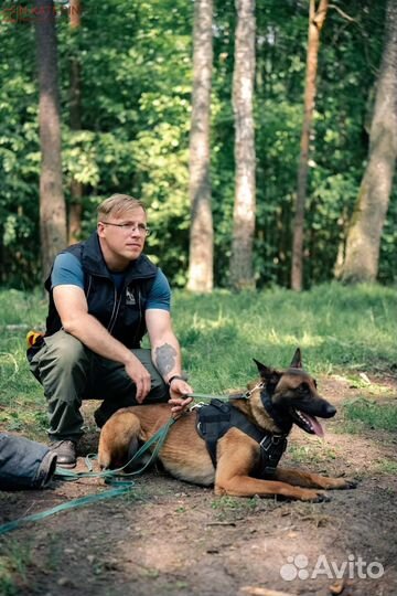 Кинолог. Дрессировка и воспитание собак