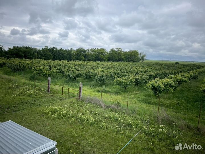 Черешневый сад