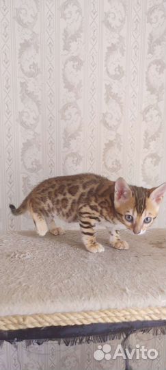 Бенгальские котята