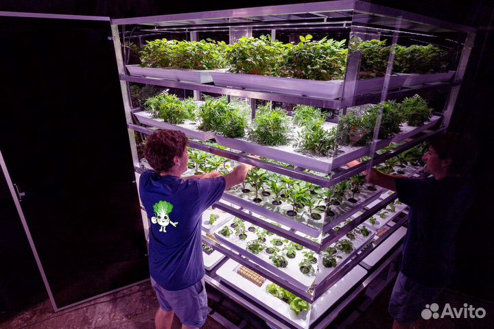 Готовая ферма для выращивания зелени и клубники