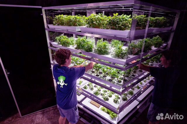 Готовая ферма для выращивания зелени и клубники