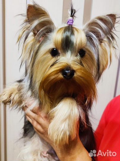 Крошки на ладошке. Йорики