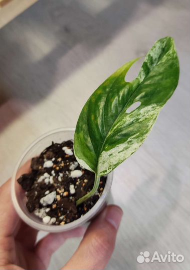 Монстеры, эпипремнум вайт марбл