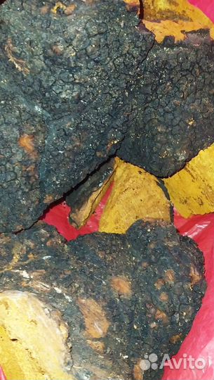 Чага берёзовая сухая