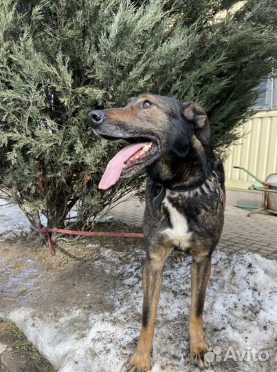 Собака в добрые руки