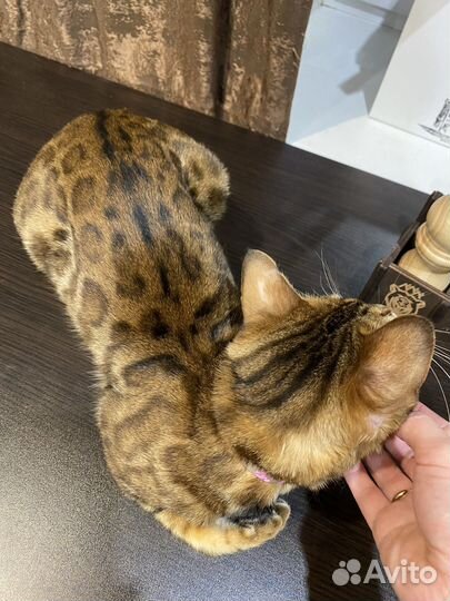 Бенгальские котята