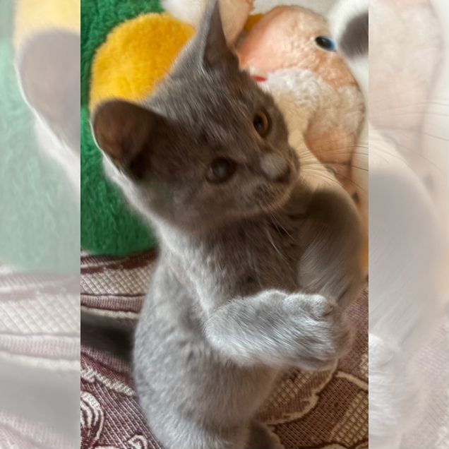 Котёнок от частного владельца