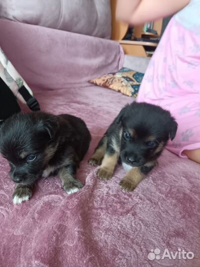 Отдам в добрые руки щенков помесь корги